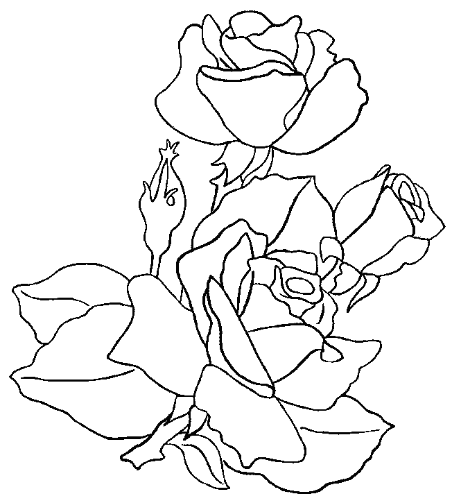 coloriages roses